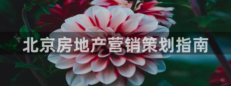 必赢网站是哪一个公司的