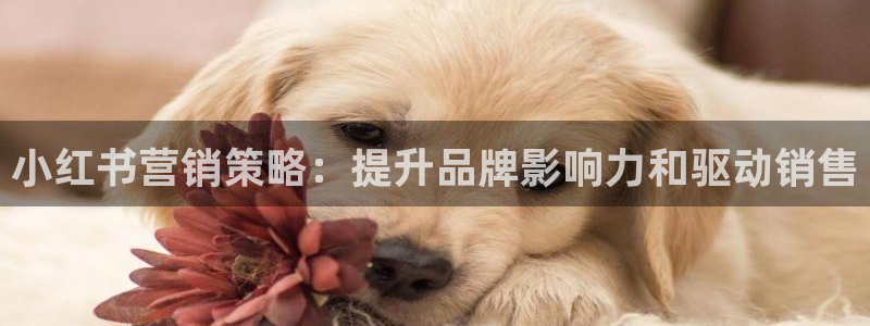 必赢平台电子