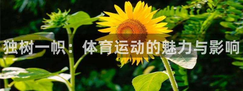 球速体育：独树一帜：体育运动的魅力与影响