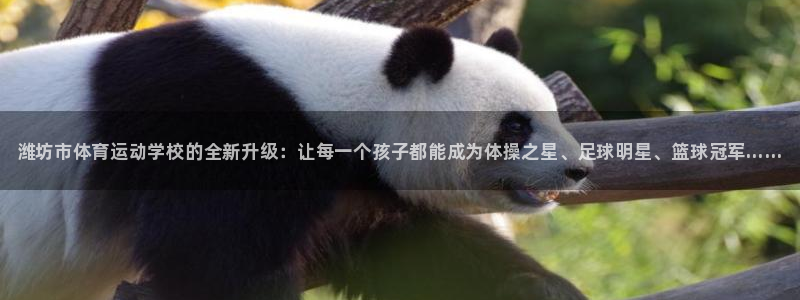 球速体育：潍坊市体育运动学校的全新升级：让每一个孩子都能成为体操之星、足球明星、篮球冠军……