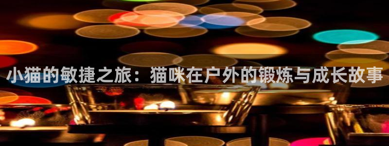 球速体育：小猫的敏捷之旅：猫咪在户外的锻炼与成长故事